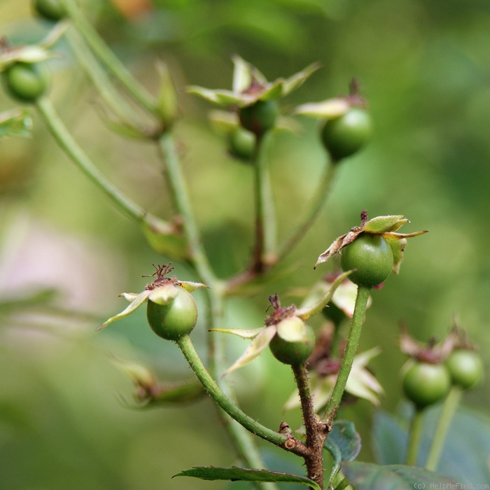 'Proschwitzer Schlossrose' rose, click to enlarge 'Proschwitzer Schlossrose' rose photo