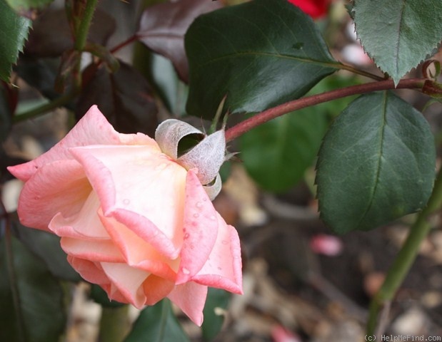 'Violet Carson' rose photo