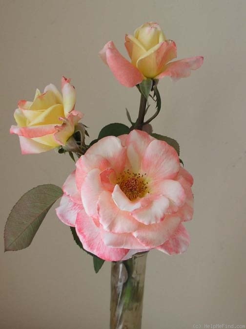 'First Lady Nancy' rose photo