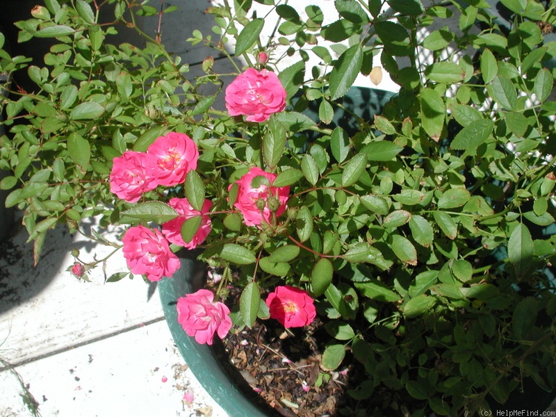 'Spanky™ (polyantha, Bagnasco 2006)' rose photo