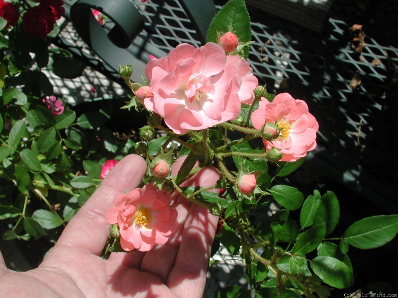 'Souvenir d'Adolphe Turc' rose photo