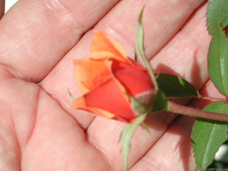 'Indian Princess (miniature, Strawn, 1982)' rose photo