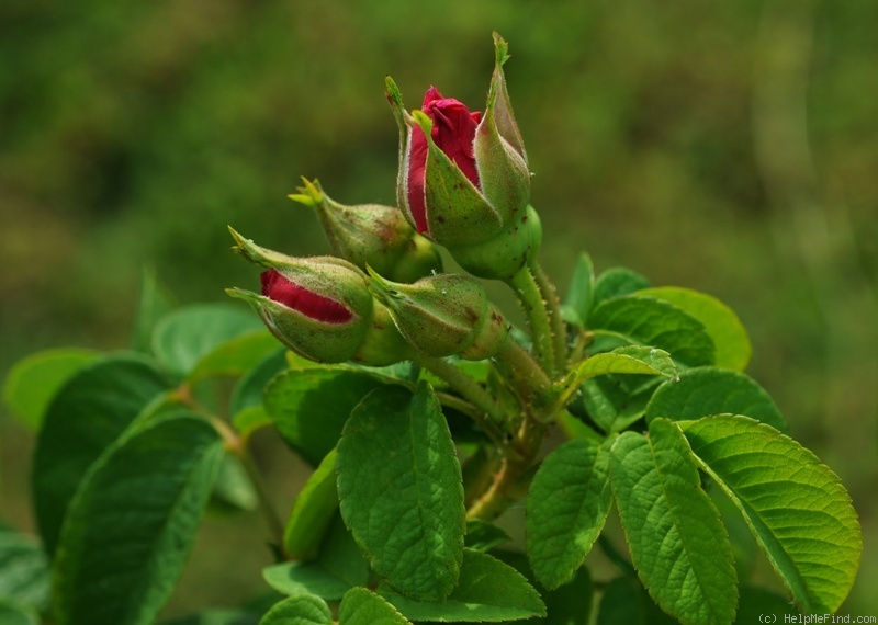 'Ruskin' rose photo