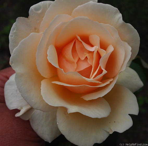 'Barbara Richards' rose photo