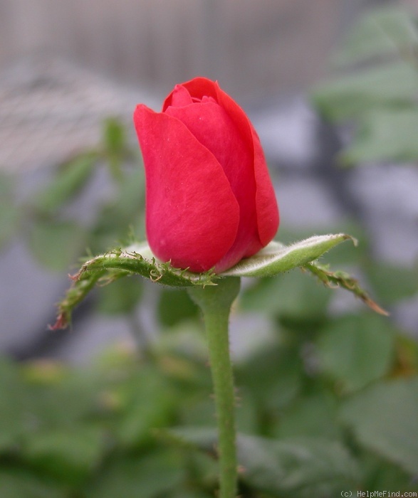 'Orangecrest' rose photo