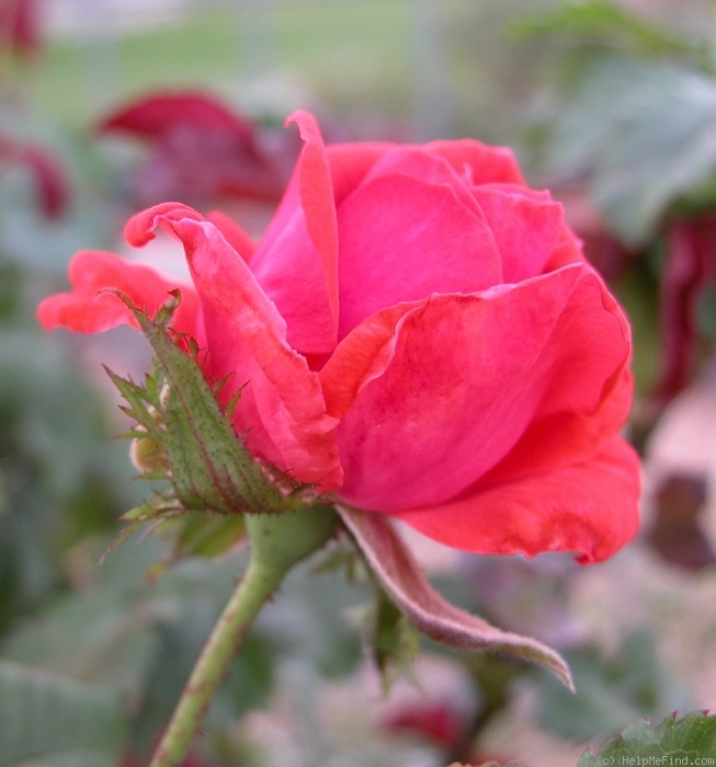 'Orangecrest' rose photo