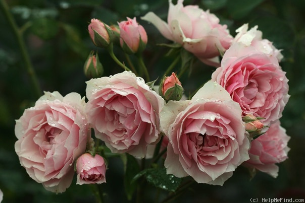 'La Rose Bordeaux ®' rose photo