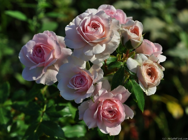 'Larissa ® (floribunda, Kordes, 1998)' rose photo