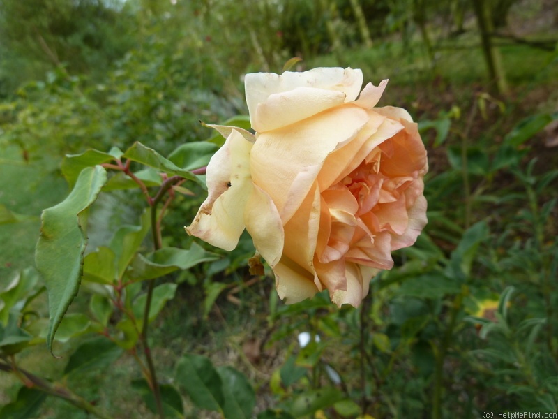 'Princesse de Venosa' rose photo