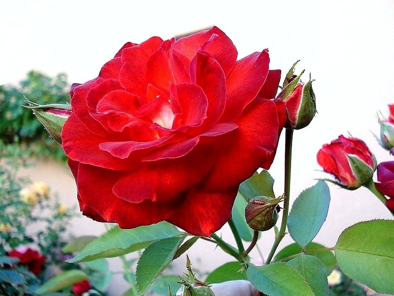 'Prince de Monaco' rose photo