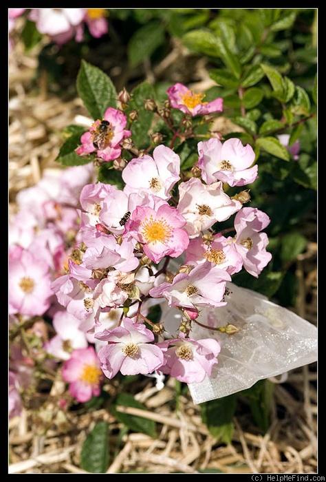 'Sweet Flora' rose photo