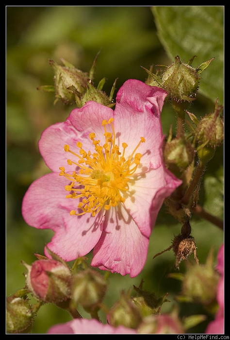 'Sweet Flora' rose photo