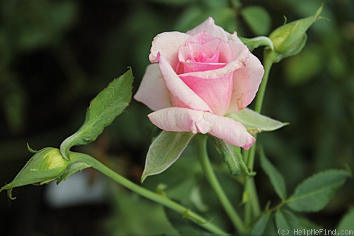 'Maman Cochet (Tea, Cochet, 1890)' rose, click to enlarge 'Maman Cochet (Tea, Cochet, 1890)' rose photo