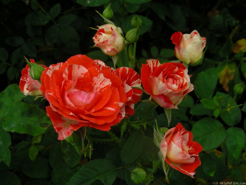 'Orange Van Gogh' rose photo