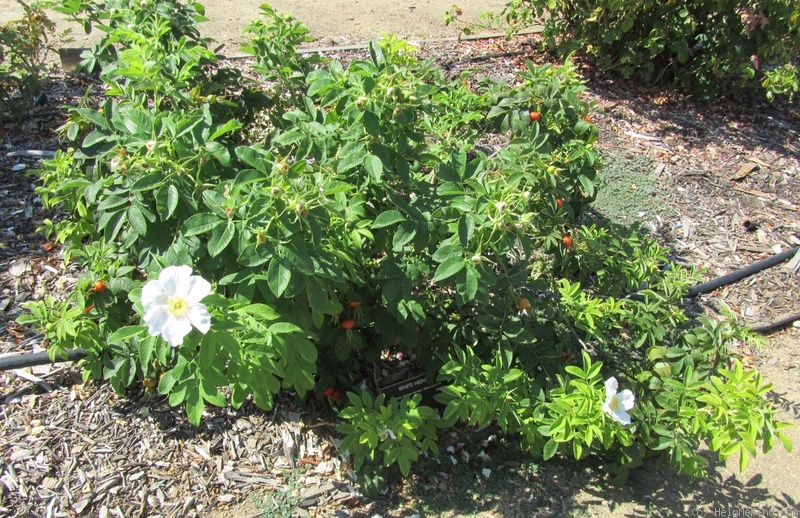 'White Hedge' rose photo