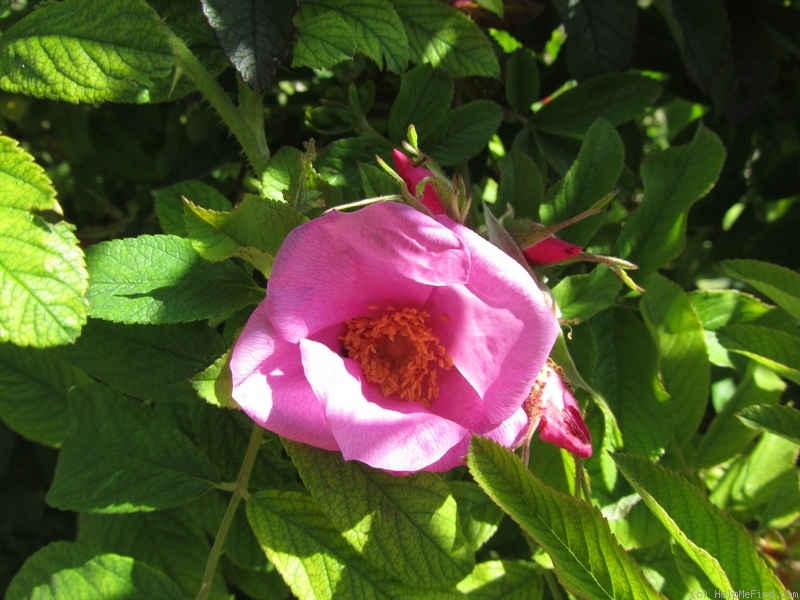 'Germanica var. A' rose photo
