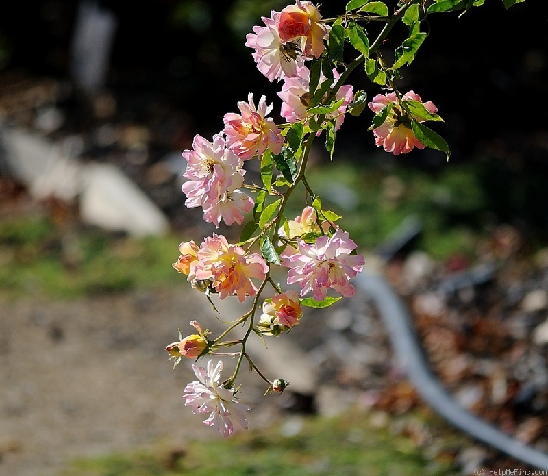'Phyllis Bide (Polyantha Cl, Bide, 1923)' rose, click to enlarge 'Phyllis Bide (Polyantha Cl, Bide, 1923)' rose photo