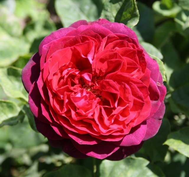 'Astrid Gräfin von Hardenberg' rose, click to enlarge 'Astrid Gräfin von Hardenberg' rose photo