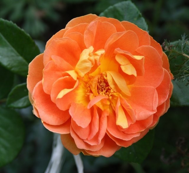 'Pat Austin ™' rose photo
