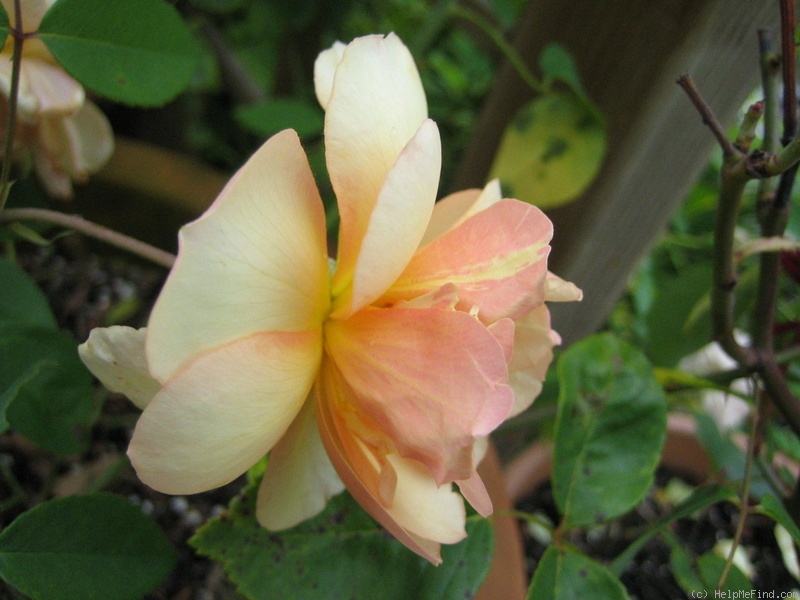 'Jean André' rose photo