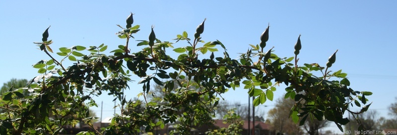 'Frühlingsgold' rose, click to enlarge 'Frühlingsgold' rose photo