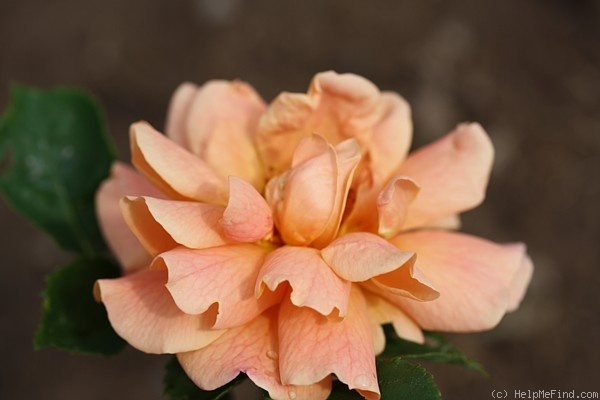 'Erzgebirgsrose' rose photo