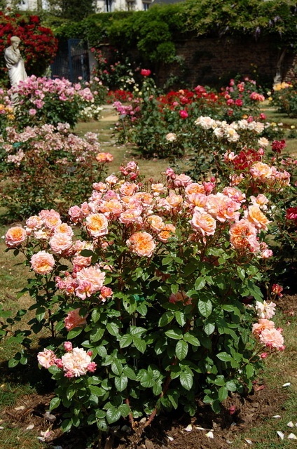 'Jour de fête ® (floribunda, Adam, 2004)' rose photo