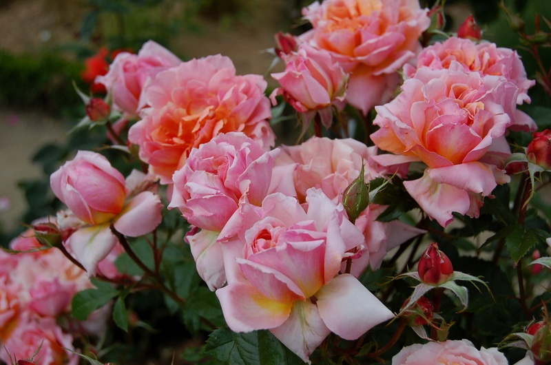 'Jour de fête ® (floribunda, Adam, 2004)' rose photo