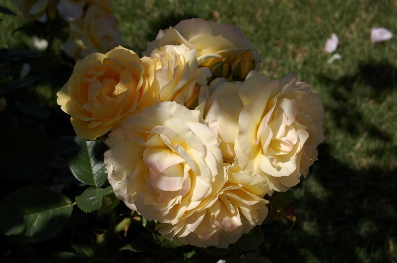 'Anisade ®' rose photo