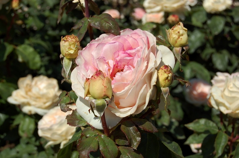 'Souvenir de Baden-Baden ®' rose photo