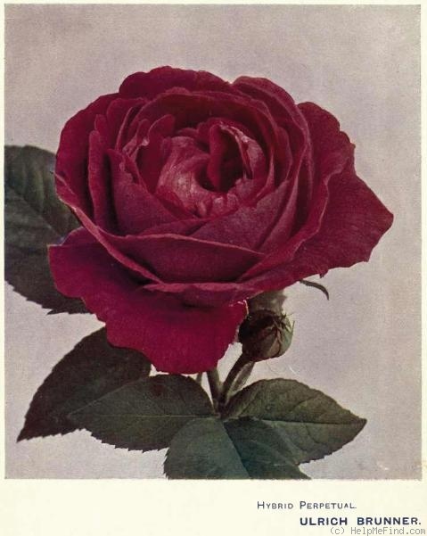 'Ulrich Brunner' rose photo