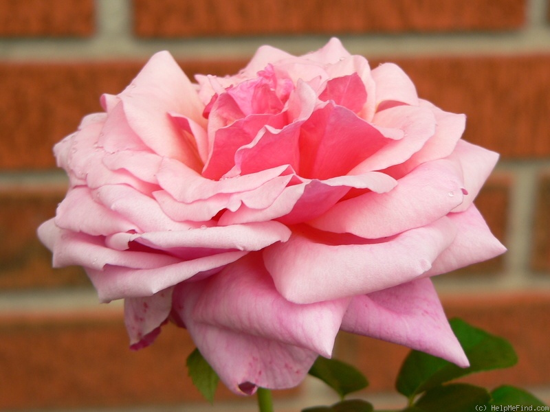 'Aloha (cl. hybrid tea, Boerner before 1949)' rose photo