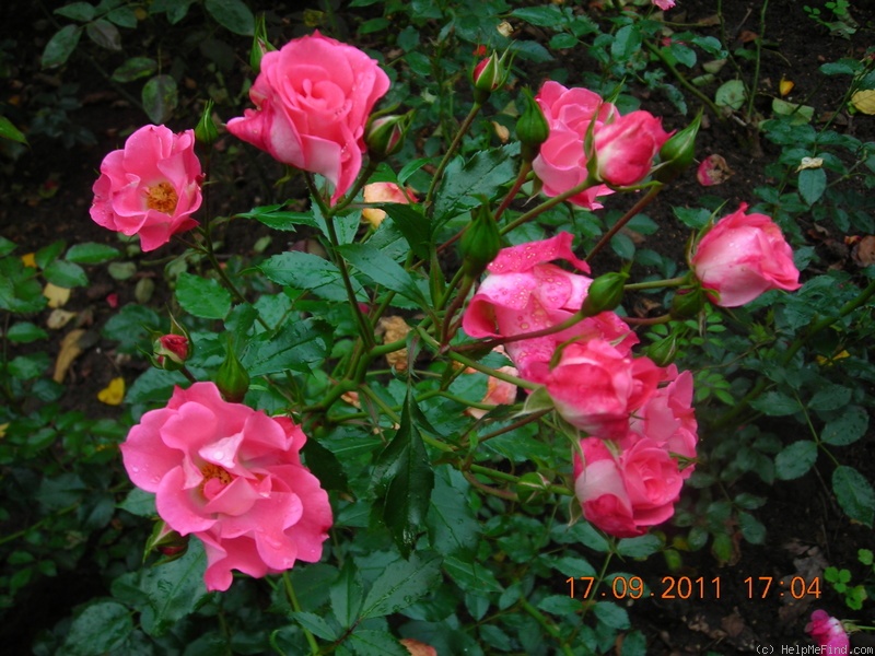 'Unicef-Rose ®' rose photo