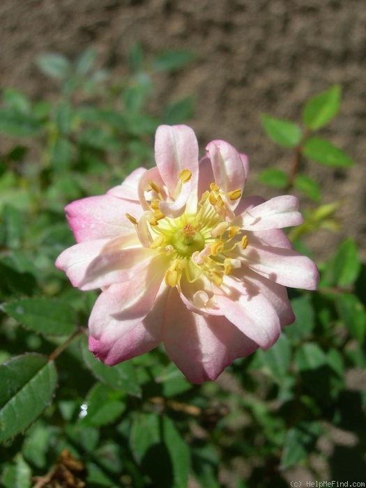 'CLCXPPD' rose photo