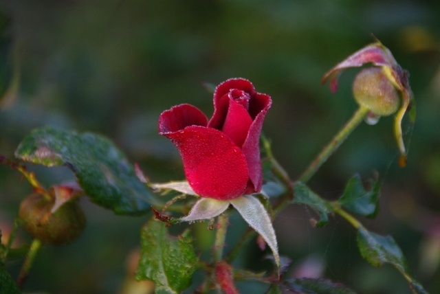 'Miracle on the Hudson' rose photo