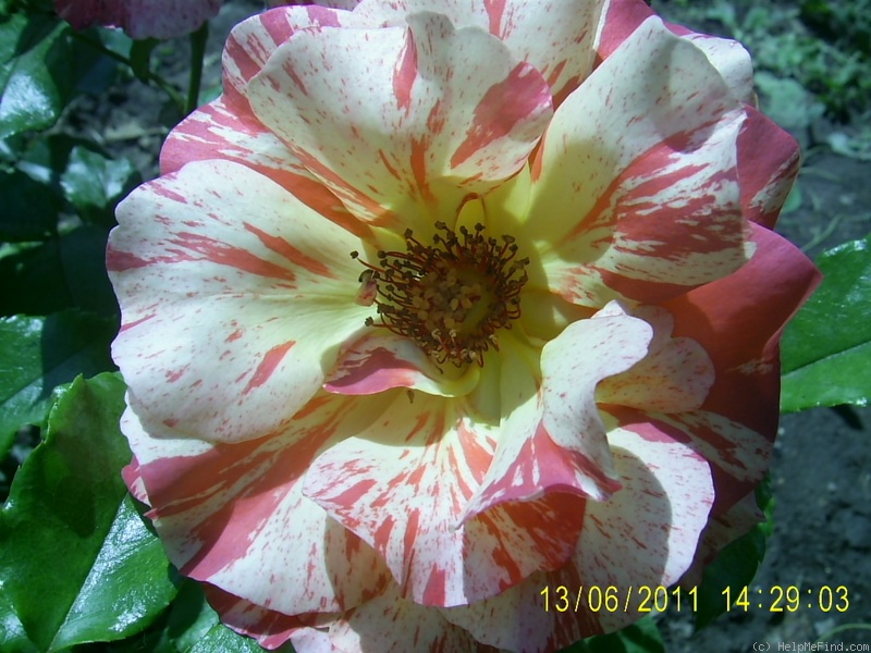 'Alfred Sisley ™' rose photo
