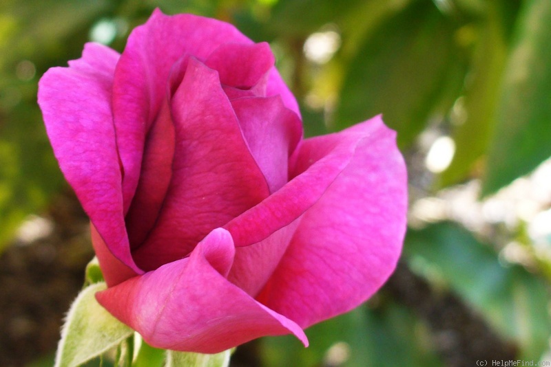 'Ebb Tide ™ (floribunda, Carruth 2001)' rose photo