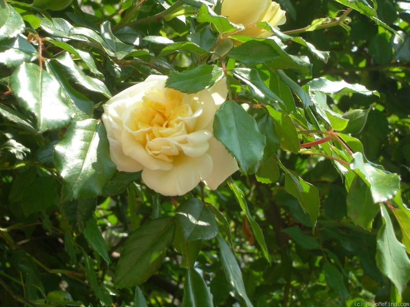 'Albéric Barbier (Rambler, Barbier, 1900)' rose, click to enlarge 'Albéric Barbier (Rambler, Barbier, 1900)' rose photo
