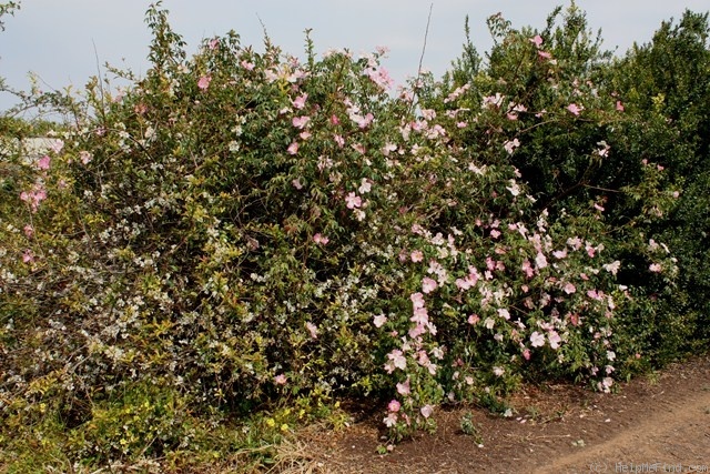 'Harbinger (climber, Clark, 1923)' rose photo