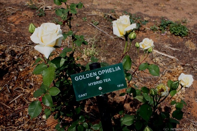 'Golden Ophelia' rose photo