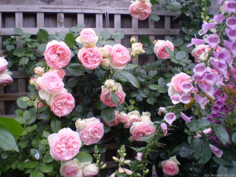 'Pierre de Ronsard ®' rose, click to enlarge 'Pierre de Ronsard ®' rose photo