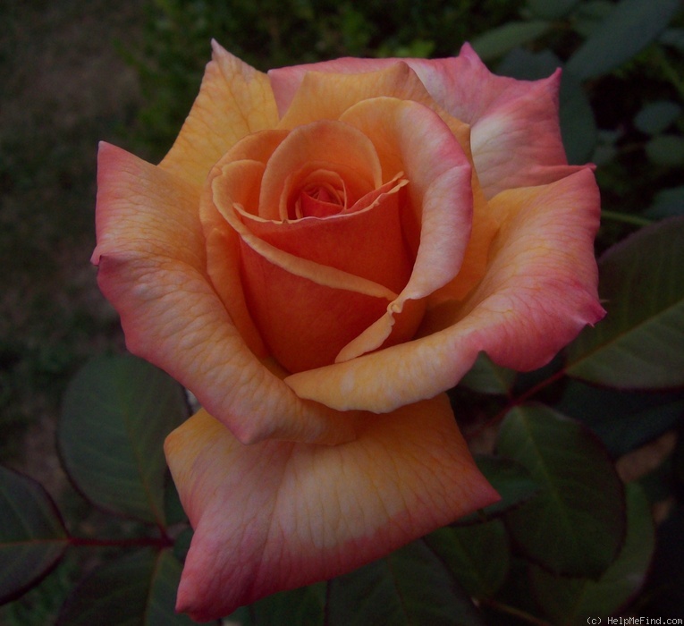 'Tahitian Sunset ™' rose photo