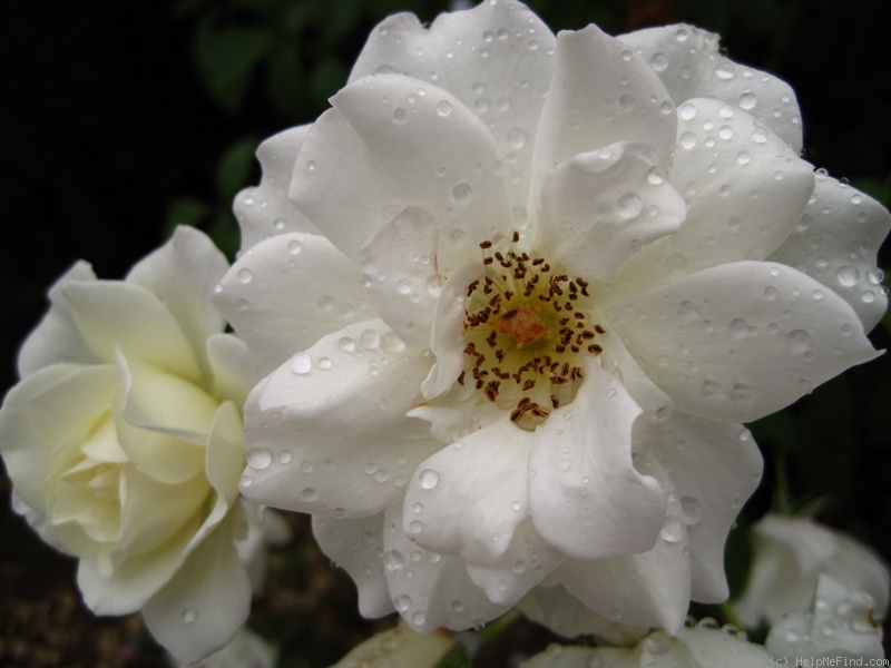 'Iceberg (floribunda, Kordes 1958)' rose photo