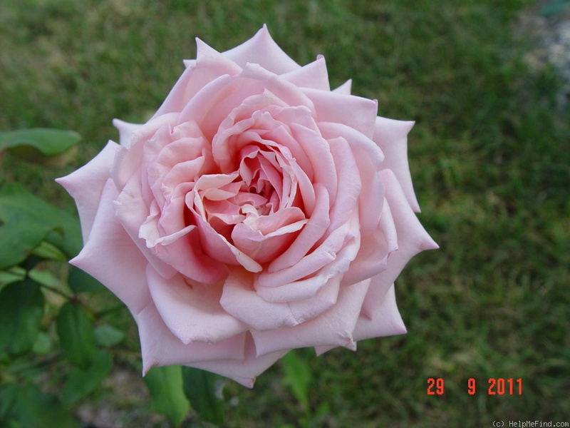 'Souvenir du Président Carnot' rose photo