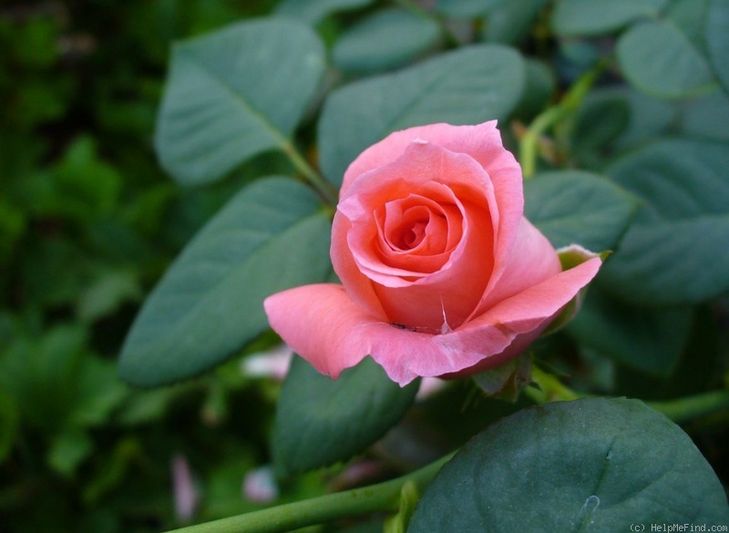 'America (Large Flowered Climber, Warriner, 1976)' rose photo