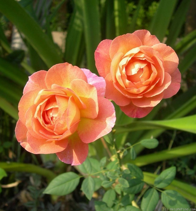 'ABDXCHT' rose photo