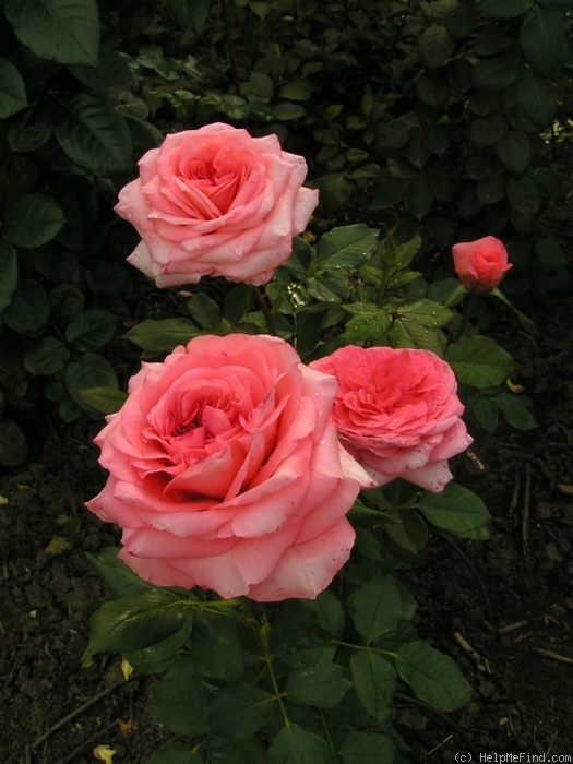 'Arthur Rimbaud ®' rose photo