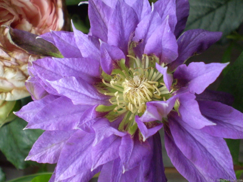 'C. 'Beauty of Worcester'' clematis photo