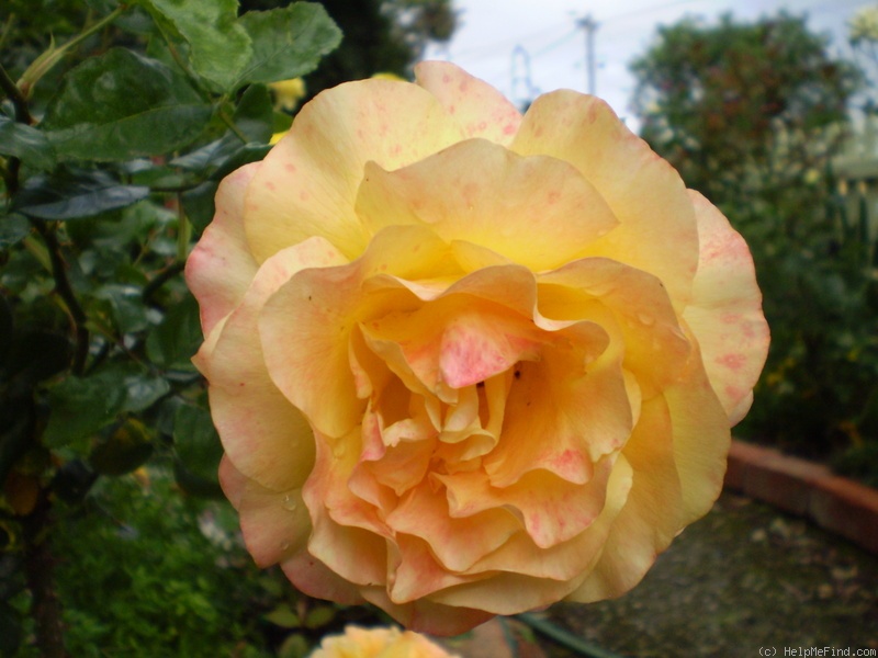 'Adolf Horstmann ®' rose photo