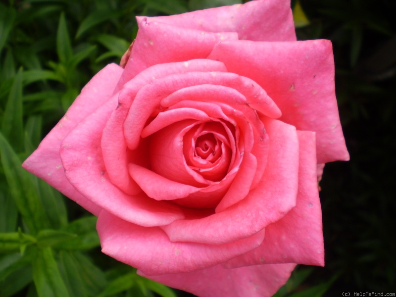 'Jacaranda' rose photo